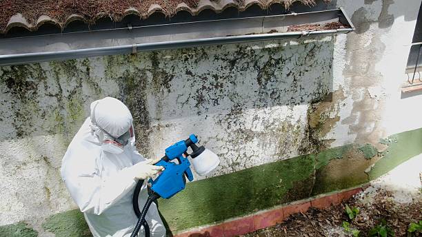 Top rated local Basement Mold Removal specialists in Cochranville, PA